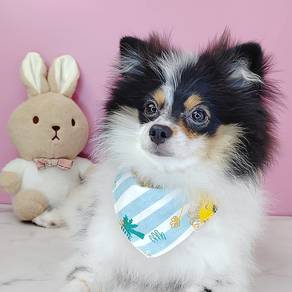Pomeranian