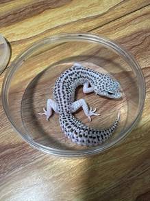 Leopard Gecko