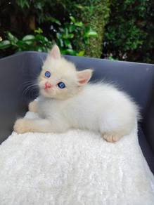 TOPs B-GRADE Uehara Bengal Ragdoll cat