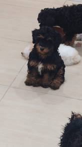Toypoodle 