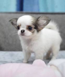 CHIHUAHUA PUPPIES 180 🌷Head Apple Bonnie Dog