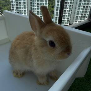 Netherland Dwarf Rabbit