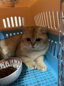bsh