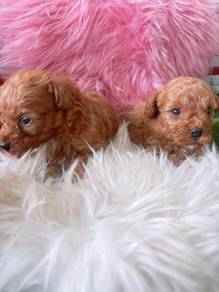 toy poodle puppies for sale