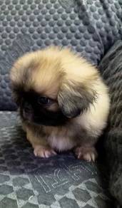 Pekingese Puppy High Quality