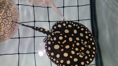 Big spots Super White black diamond Stingray Pari