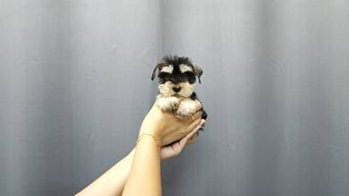SS60099 Mini Schnauzer black silver #MKA reg