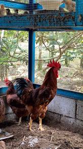 Anak ayam penelur RIR, BPR, LIGHT SUSSEX
