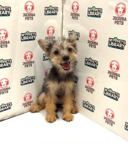 z22 Adorable Silkese Puppy