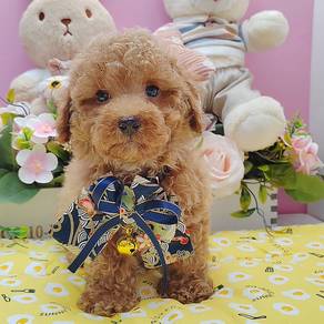 Poodle