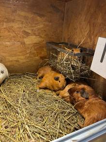 California Guinea Pig