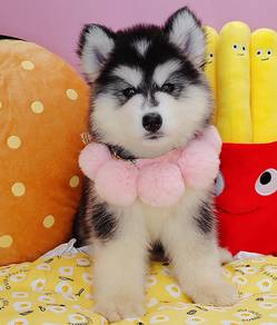 Wooly Huksy