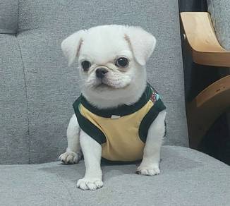 PUG PUPPIES 618 🌻 REHOME Male White