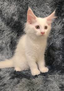Mainecoon kitten Male