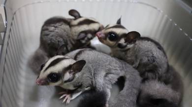 Baby sugar glider (male & female)