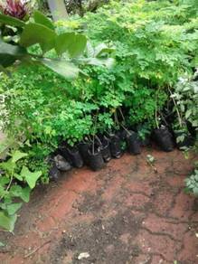 Benih Moringa / Kelur