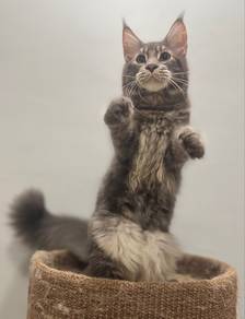 Mainecoon kitten