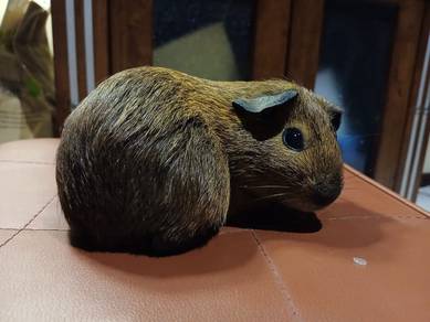 American Shorthair Guinea Pig (Brown)