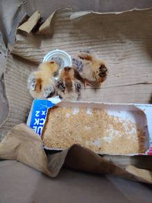 Anak Ayam serama 