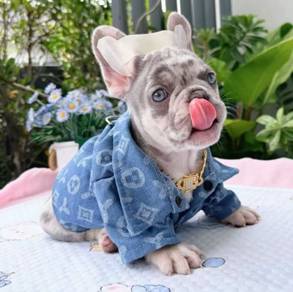 FRENCH BULLDOG PUPPIES 🌻VIP74 Boy ~ Girl