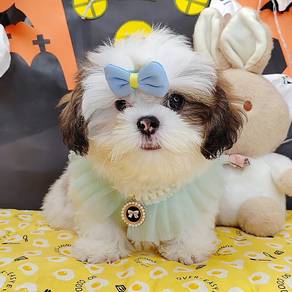 Shih Tzu