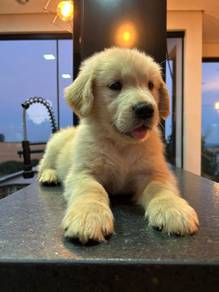 Adorable Golden Retriever Puppy | Healthy & Vaccin