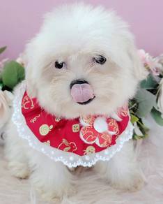 Maltese
