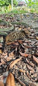 bengal 3 bulan