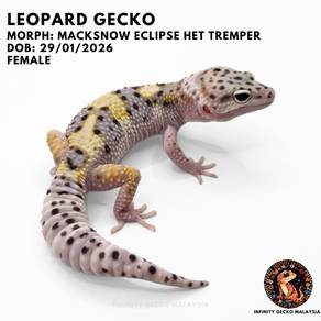 Leopard Gecko Macksnow Eclipse Het Tremper Johor