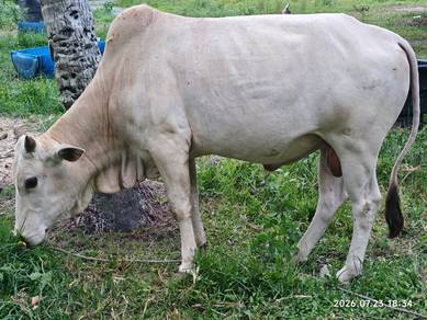 Lembu Jantan Cukup Umur