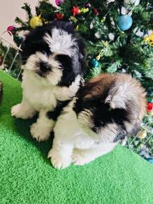 shih tzu puppies 