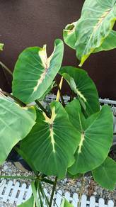 colocasia mampu milik