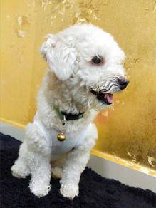 Toy Poodle