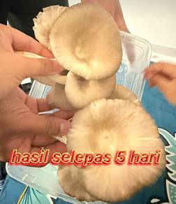 Cendawan Tiram Kelabu (Bongkah Besar / Matang) 🍄