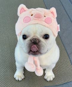 French BullDOG
