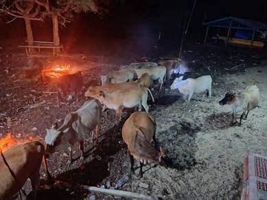 sapi korban di Sandakan 
