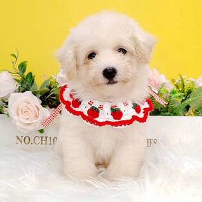Maltipoo