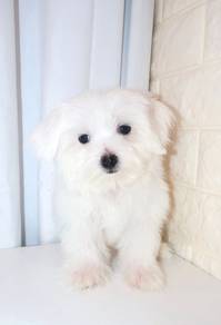 J0531 Maltese Teddy Bear Puppy