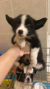 pure border collie