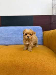 Maltipoo