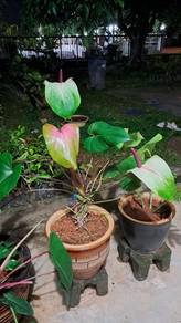 Anthurium Light Pink