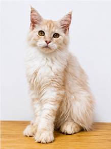 Mainecoon