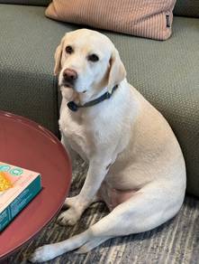 Labrador
