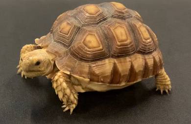 Sulcata 4 inch