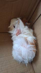 Guinea Pig