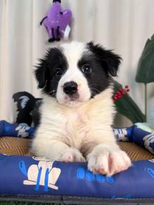 CKU Female BlackWhite BorderCollie - Well Trained