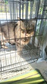 Persian Tabby