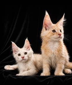 C2 Maine Coon