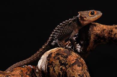 Red eye crocskink
