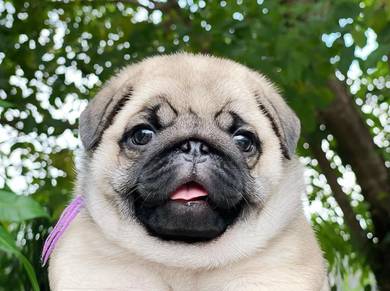 Pug